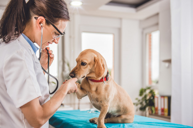 consulta-com-animal-cachorro-petshop-sistema-gestao-petshop-veterinarios