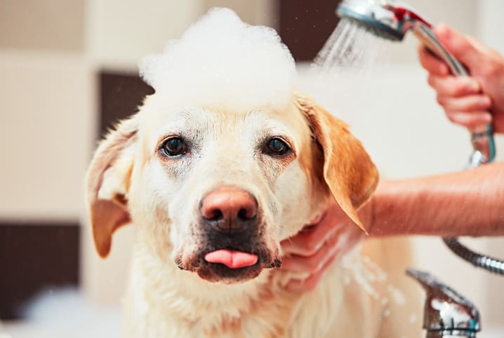 servicos-de-pet-shop-3